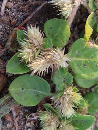 Image result for Alternanthera pungens