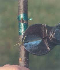 Altoirea direct in camp si altoirea in spatii protejate. Altoire Pomi 3 Metode Pentru Perioada De VarÄƒ ToamnÄƒ Sporul Casei