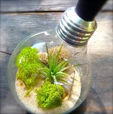 Light Bulb Terrarium Extinction Craft Organic Light Bulb Terrarium Light Bulb Art Light Bulb