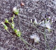 Image result for Crassocephalum rubens