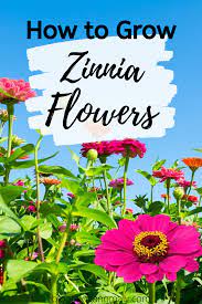 How To Grow Zinnia Flowers In 2020 Zinnia Flowers Zinnia Garden Zinnias