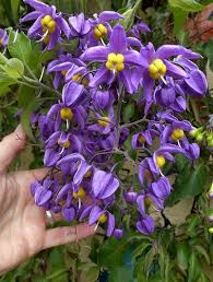 Image result for Solanum sp. A