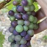 Veraison Vine and Wine Walk with French Worker’s Lunch