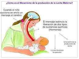 توییتر La Liga De La Leche Panama در توییتر La Leche Materna Se Produce Con La Succion Que Realiza El Bebe Olvidate De Horarios Y Da El Pecho A Demanda Lactanciamaterna