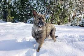 German shepherd puppies for sale in michigan under 500. Dwarf German Shepherd Everything About The Breed Faq