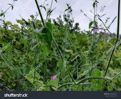 Image result for Dicliptera paniculata