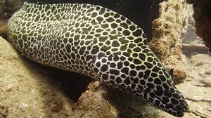 A narrow head means that morays are unable to create the pressure required to swallow prey, but this problem is solved with a second set of jaws called the pharyngeal jaws. Interesting Eel Facts Aussie Divers Phuket