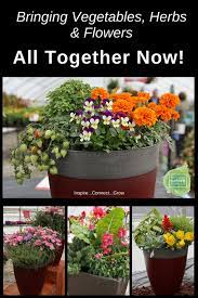 Herbs and flowers to plant together. Bringing Vegetables Herbs And Flowers Together In One Container Garden Beautifully