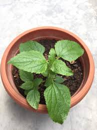 An overview of its versatility, effectiveness, and indications. Plant Identification Perilla Or Catnip Gardening Landscaping Stack Exchange