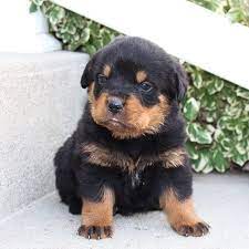 Maybe you would like to learn more about one of these? Rottweiler Puppy Available Posts Facebook