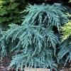Conical with weeping branches that spread out horizontally height: Https Encrypted Tbn0 Gstatic Com Images Q Tbn And9gcrikj5jwee8byyqxmhmi6kxqvu8f74fdlw Wcorjq48 W4c Q2a Usqp Cau