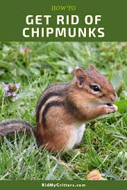 You might spread petroleum jelly mixed with cayenne. How To Easily Get Rid Of Chipmunks From Your Yard Or Garden