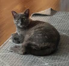 Check spelling or type a new query. Another Fun Visit With Shitty Pants Purrfect Pet Sitting Facebook
