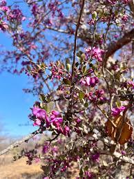 Image result for Securidaca longepedunculata