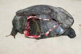 Causes Of Red Eared Slider Injury