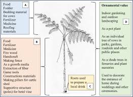 Image result for Cyathea thomsonii