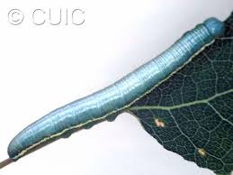 Image result for Gnidia inconspicua