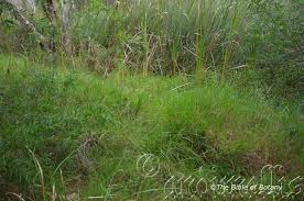 Image result for Sacciolepis indica