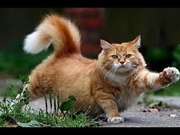 Cat Sound Kedinizi Saklandigi Yerden Cikartin Youtube