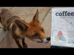 Bbc Fox Wars Documentary High Quality Documentaries Animals Fox