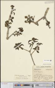 Image result for Tinnea antiscorbutica