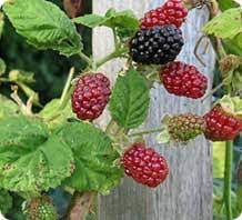 Maybe you would like to learn more about one of these? Marionberry Fruit Plants Nutrition Database Marionberry Pie Recipe Healthy Nutrition Facts