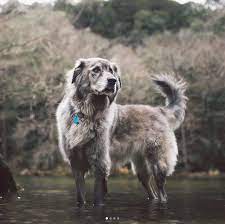 The great pyrenees is a giant dog (both in size and heart). Michael Stange Stange2013 Twitter