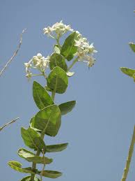 Image result for Calotropis gigantea