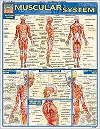 A number of our articles discuss specific muscles or groups of muscles, so you can use this as a convenient reference. Muscular System Quick Study Academic Barcharts Inc 8580001066738 Amazon Com Books