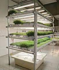 Hydroponic Microgreens Healthy Tasty And Fun Hydroponicgardening Hydroponicsfruit Hydroponic Gardening Microgreens Aquaponics