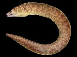 Image result for Phylohydrax