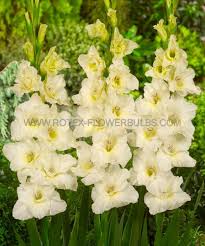 Image result for Gladiolus pusillus
