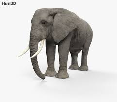 African Elephant 3d Model From Hum3d Com African Elephant Elephant Indian Elephant