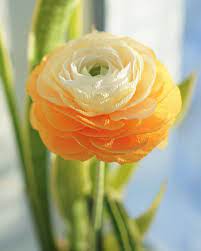 Crepe Paper Ranunculus By Papermint Crepe Paper Flowers Tutorial Crepe Paper Flowers Diy Paper Flowers