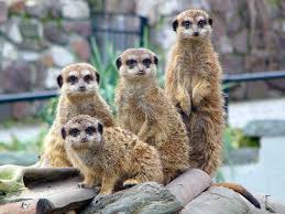 Mit neun hektar gesamtfläche gehört er zu den kleineren zoos. Zoo Halle Kulturfalter Halle