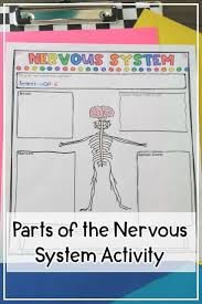 Nervous System Article And Sketch Note Activity In 2020 Nervous System Activities Sketch Notes Upper Elementary Resources