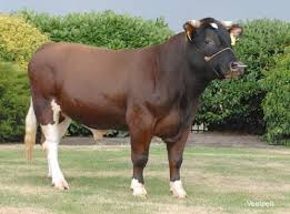 Brandrode Rund Dutch Deep Red Cattle Animals Cattle Mammals