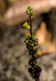 Image result for Alectra orobanchoides