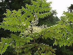 Image result for Neocussonia umbellifera