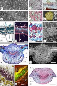 Image result for Fadogia homblei