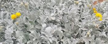 Image result for Centaurea ragusina