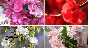 Browse 1,208 crab tree stock photos and images available, or search for crabtree to find more great stock photos and pictures. Crabapple Trees Malus Types Flowers Fruits Pictures