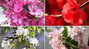 The tree's colors rivaled any tree in bloom in the area, yet my friend disliked the tree because of the assured crabapple drop. Crabapple Trees Malus Types Flowers Fruits Pictures