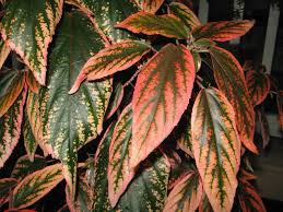Image result for Acalypha ornata