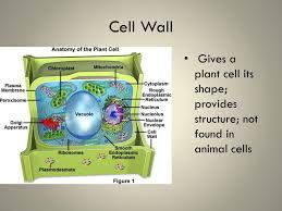 Plant cell shapes tend to be quite similar to each other because of their rigid cell wall Cell Organelles And Their Functions Ppt Download