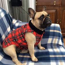 French bulldog clothing for humans uk French Bulldog Clothes 20 Great Outfits For Pups And Owners