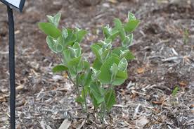 Image result for Baphia speciosa