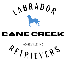 Welcome to cove lake labradoodles! Asheville Labrador Retrievers Cane Creek Labs In Fletcher Nc
