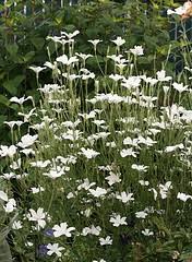 Containers are normally planted with annual flowers planted anew each season, but there are also some perennials that work well in container gardens. Midwest Gardening Selecting The Best Performing Annuals For Your Gardens And Containers