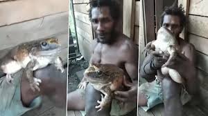 The world's largest frog is the goliath frog of west africa—it can grow to 15 inches and weigh up to 7 pounds. Video Of Frog As Big As Human Baby Goes Viral After Villagers Find It In The Solomon Islands Know More About The Rare Cornufer Guppyi Frogs That Can Weigh Upto 1kg